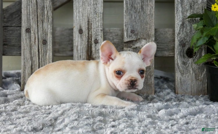 Frenchton dogs for sale - Ad 2