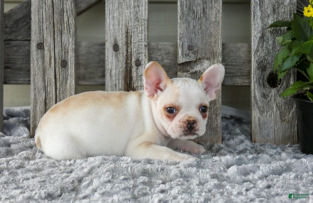 Frenchton dogs for sale: Saylor - Image 1