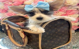 Yorkshire Terrier dogs for sale: Patrick Starr - Image 53