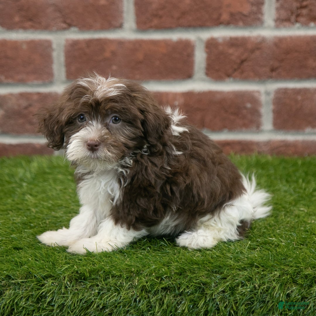 Havanese dogs for sale: Mya - Image 2
