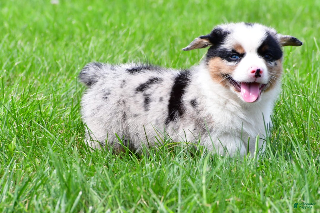 Australian Shepherd dogs for sale: Charlie - Image 7