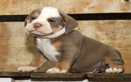 Beabull dogs for sale: Finn - Image 2