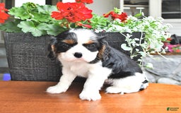 Cavalier King Charles Spaniel dogs for sale: Lilly - Image 12