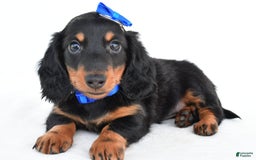 Miniature Dachshund dogs for sale: Teddy - Image 7
