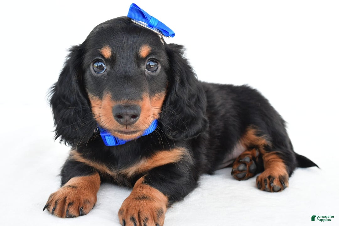 Miniature Dachshund dogs for sale: Teddy - Image 7