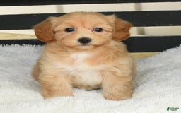 Havapoo dogs for sale: Ariel - Image 7