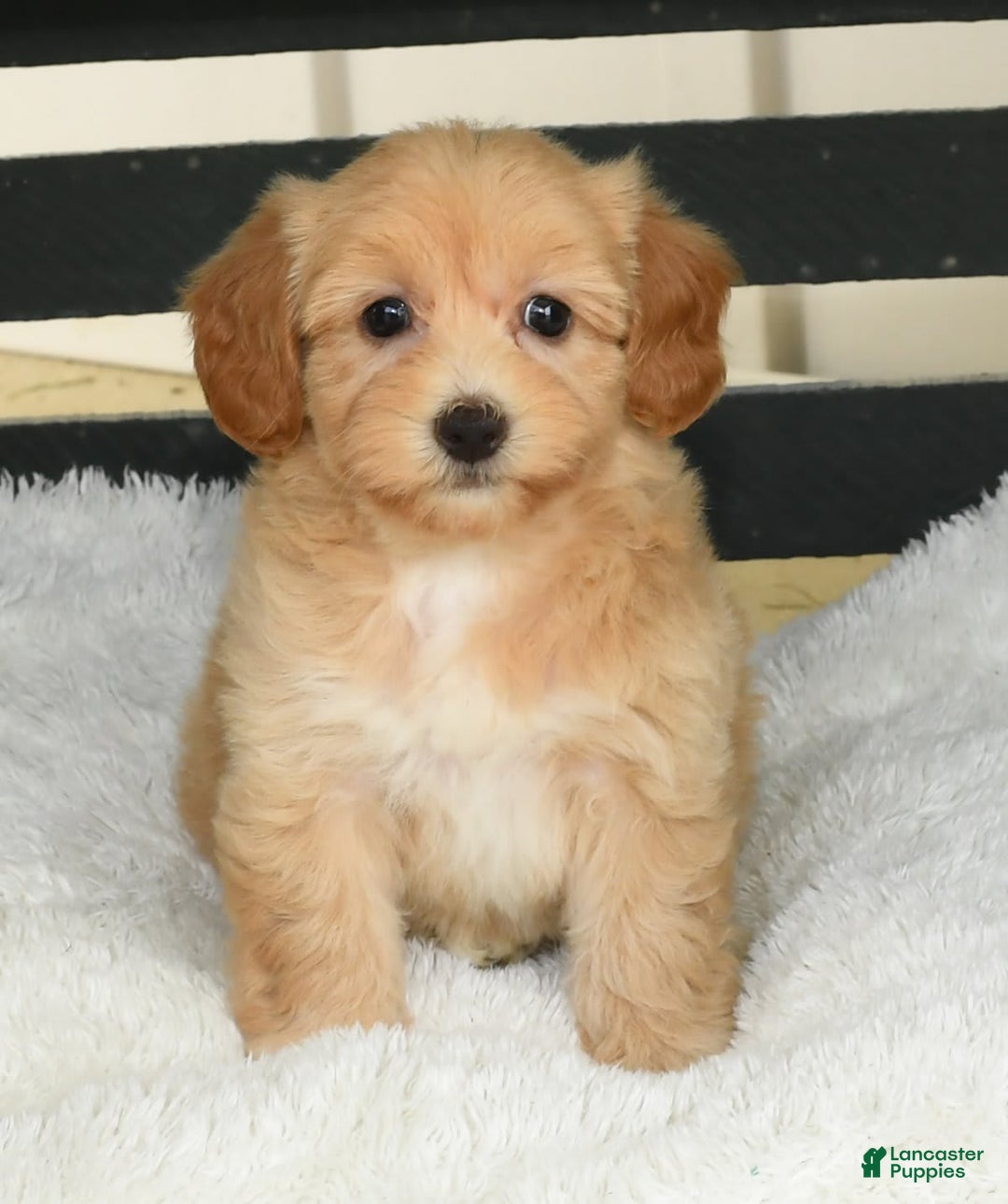 Havapoo dogs for sale: Ariel - Image 7