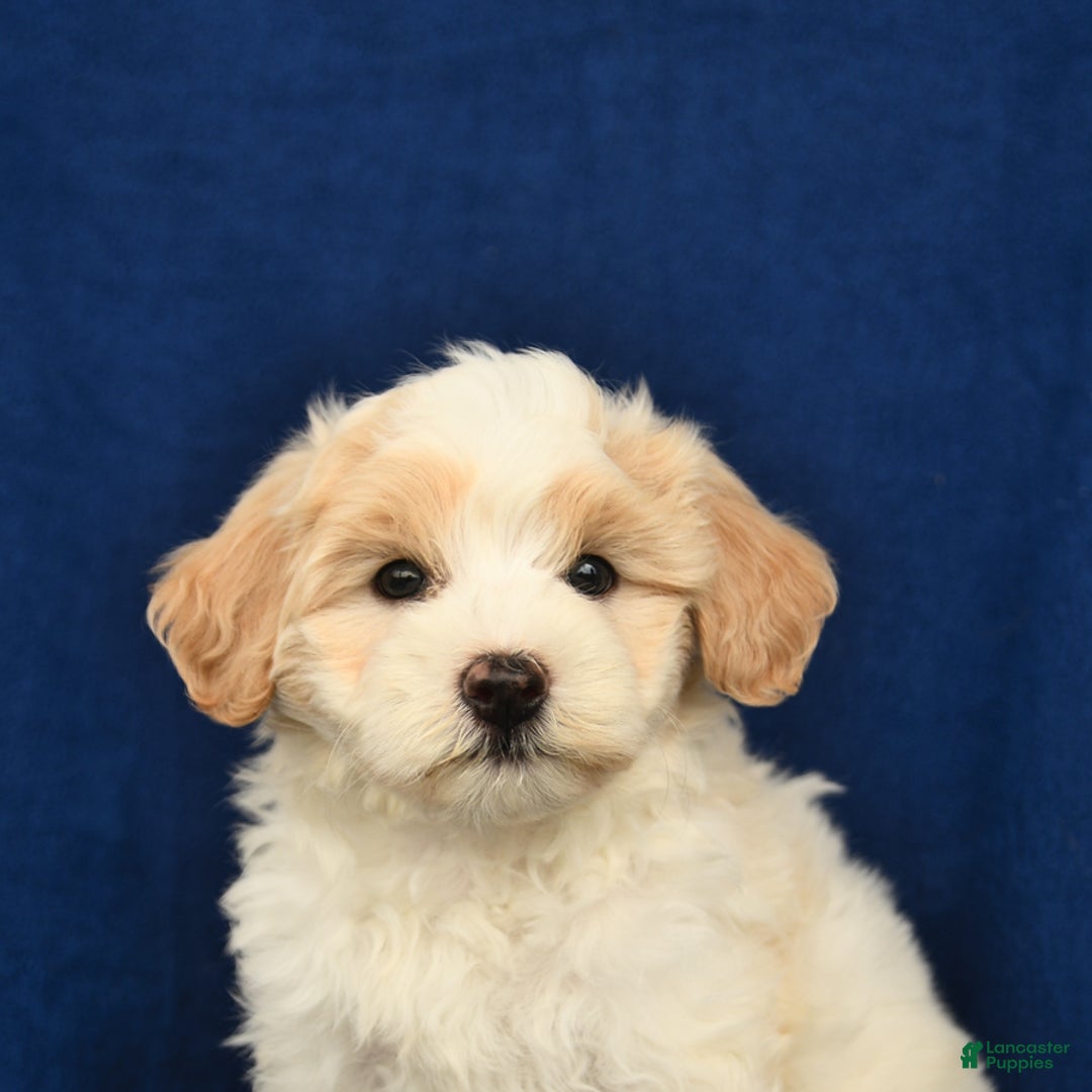Shihpoo dogs for sale: Jim - Image 4
