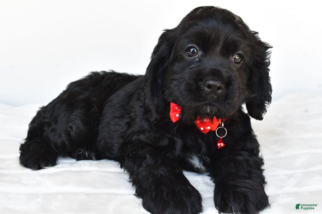 Cocker Spaniel dogs for sale: Poochie - Image 4