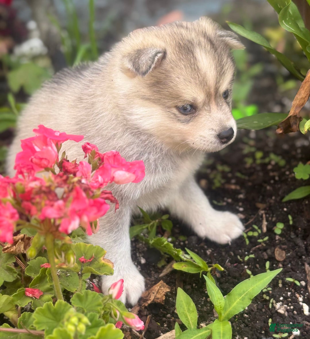 Pomsky dogs for sale: Kanan - Image 14