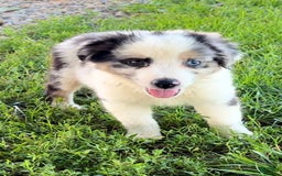 Australian Shepherd dogs for sale: Blue - Image 3