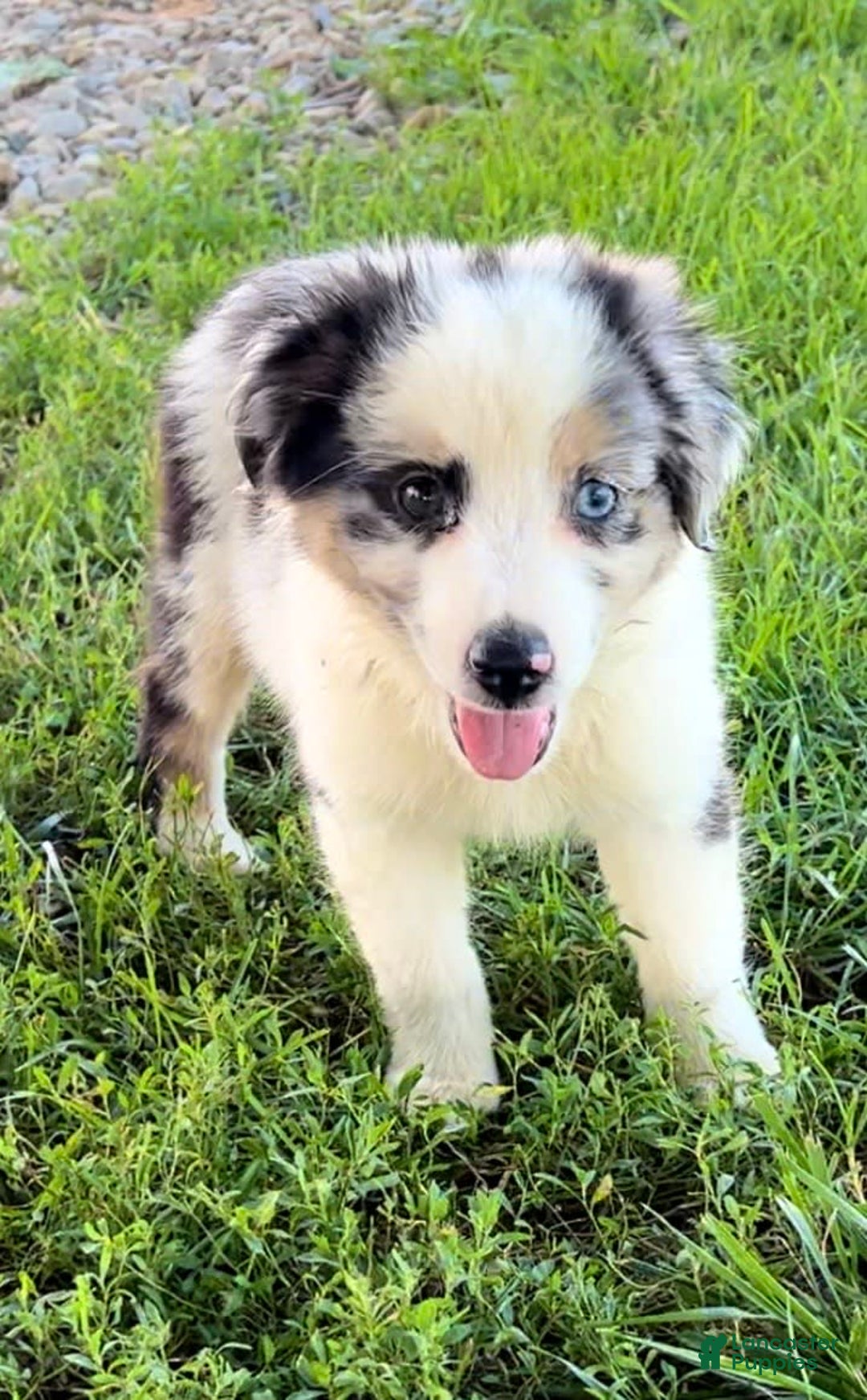Australian Shepherd dogs for sale: Blue - Image 3