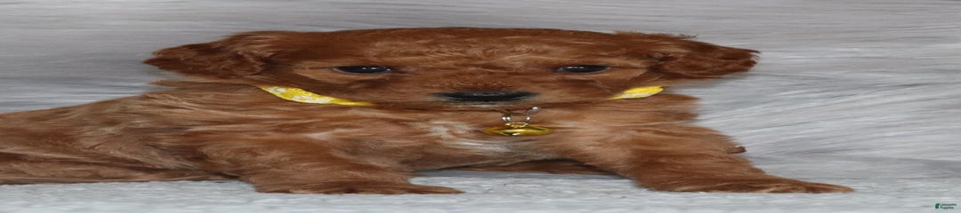 Calli