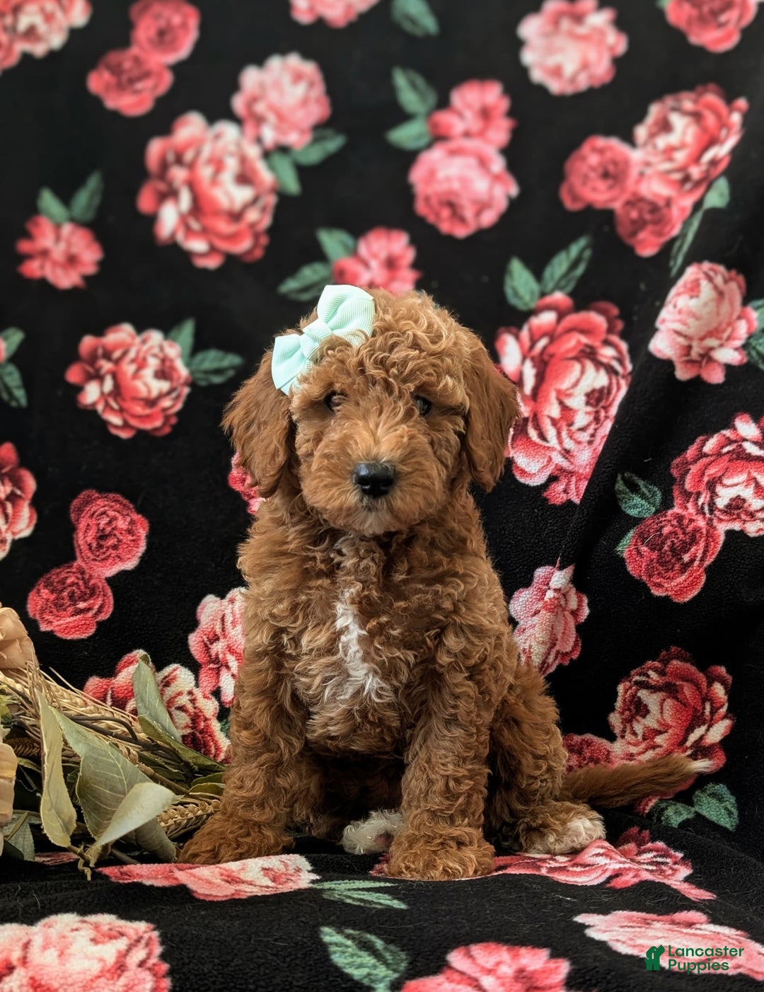 Mini Goldendoodle dogs for sale: Juliana Genetic Testing - Image 7