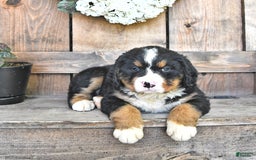 Bernese Mountain Dog dogs for sale: Annie - Image 5