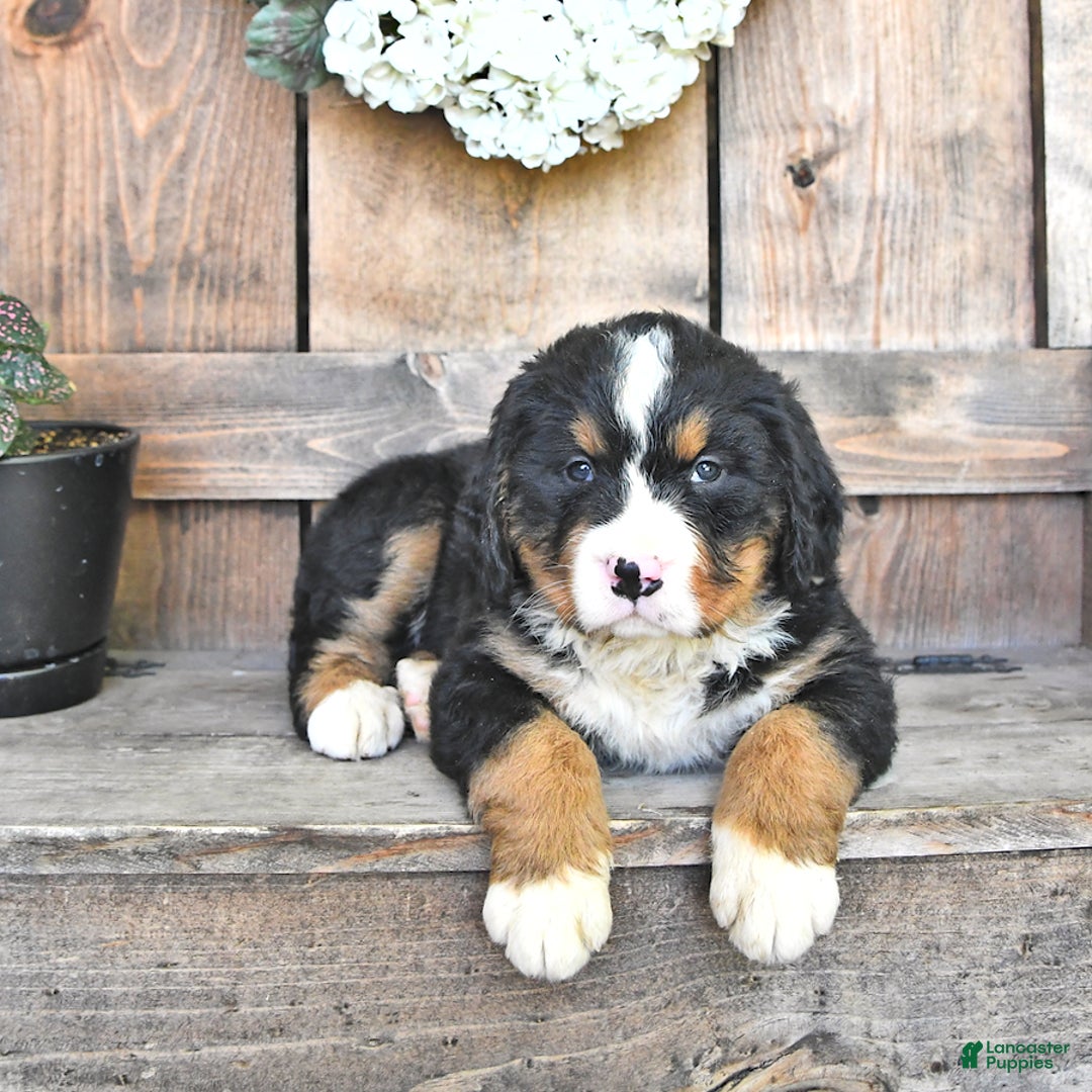 Bernese Mountain Dog dogs for sale: Annie - Image 5