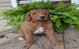 Goldendoodle dogs for sale: Teddy - Image 13