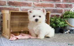 West Highland Terrier dogs for sale: Dove - Image 4