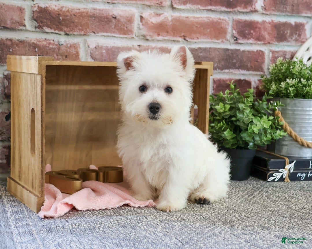 West Highland Terrier dogs for sale: Dove - Image 4
