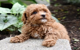 Miniature Poodle dogs for sale: Lucy - Image 5