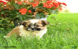 Pomeranian dogs for sale: Ocean - Image 1