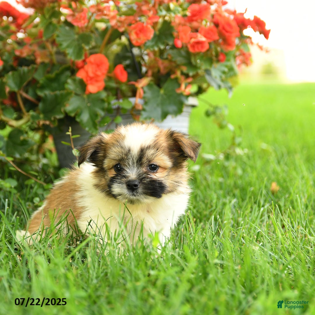Pomeranian dogs for sale: Ocean - Image 1