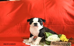 Boston Terrier dogs for sale: Lincoln - Image 5