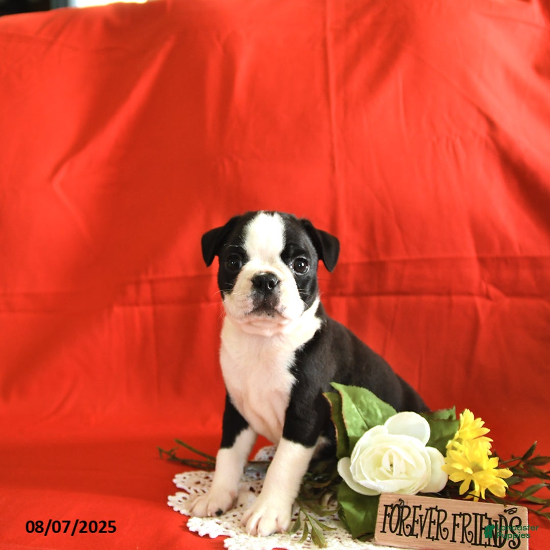 Boston Terrier dogs for sale: Lincoln - Image 5