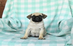 Pug dogs for sale: Nugget - Image 5