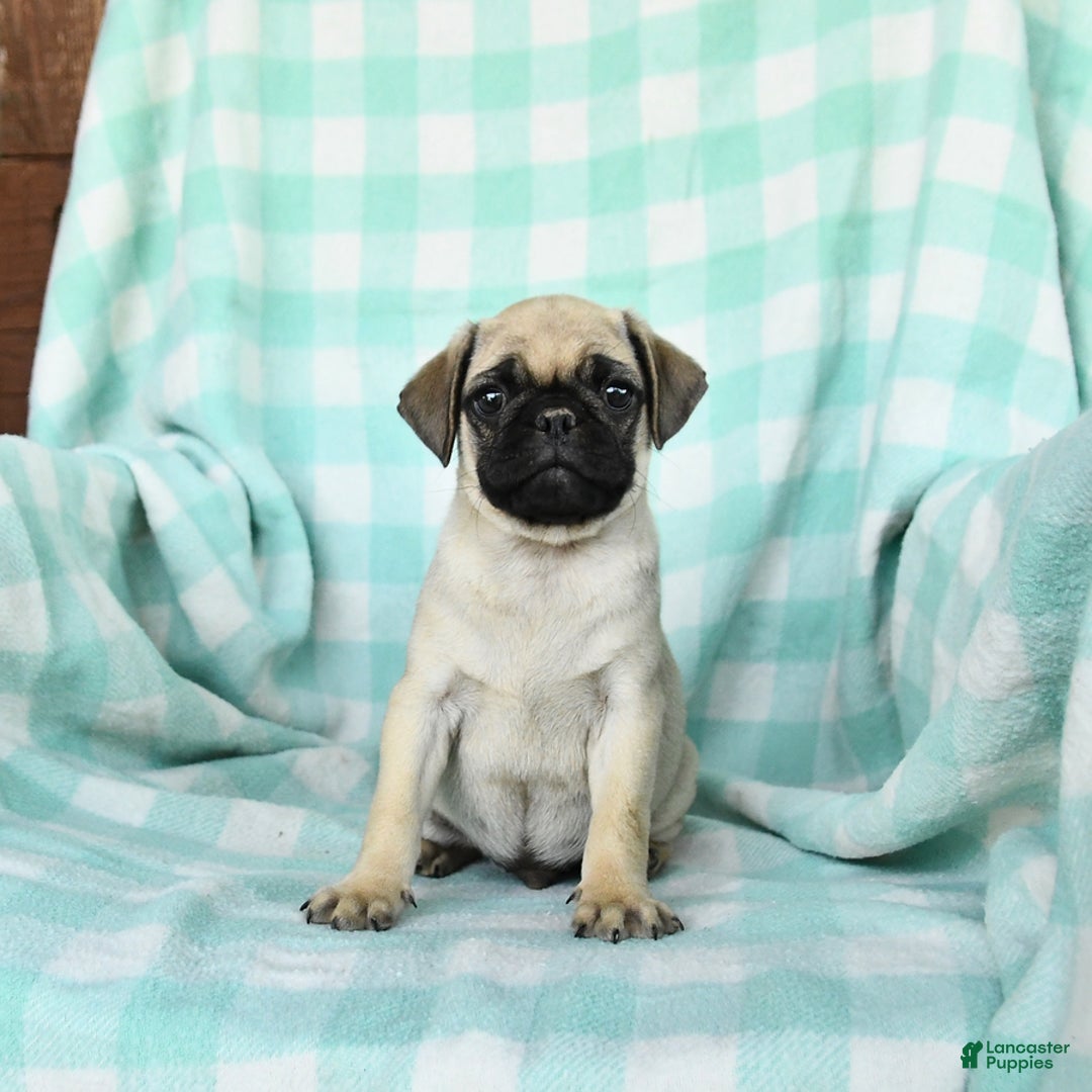 Pug dogs for sale: Nugget - Image 5