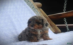 Miniature Poodle dogs for sale: Little Danny - Image 3