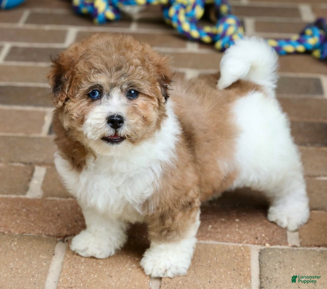 Shihpoo dogs for sale: Sophie - Image 3