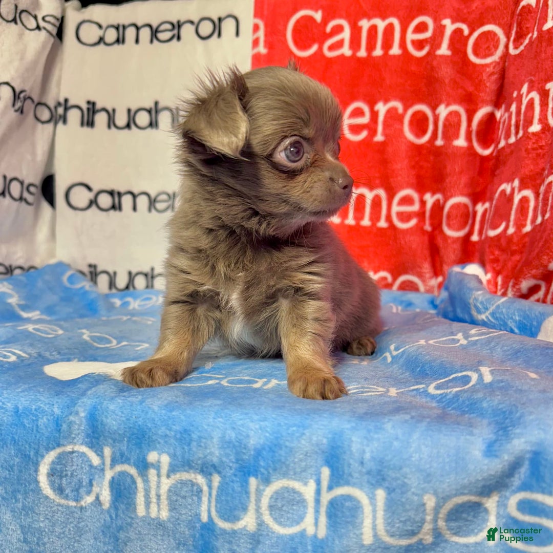 Chihuahua dogs for sale: Tobias Lavender Long Coat - Image 34