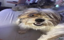 Shih Tzu dogs for sale: Luna - Image 1