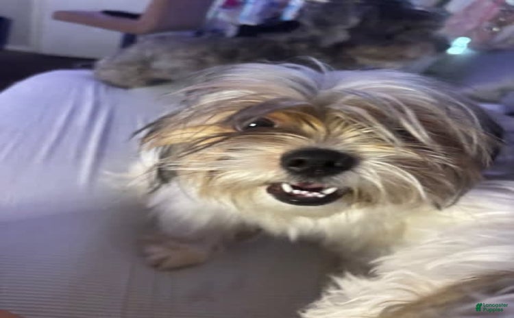 Shih Tzu dogs for sale - Ad 1