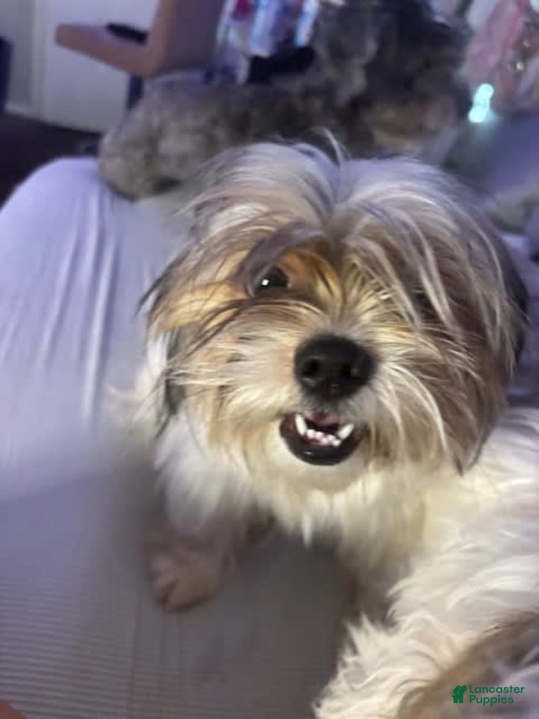 Shih Tzu dogs for sale: Luna - Image 1