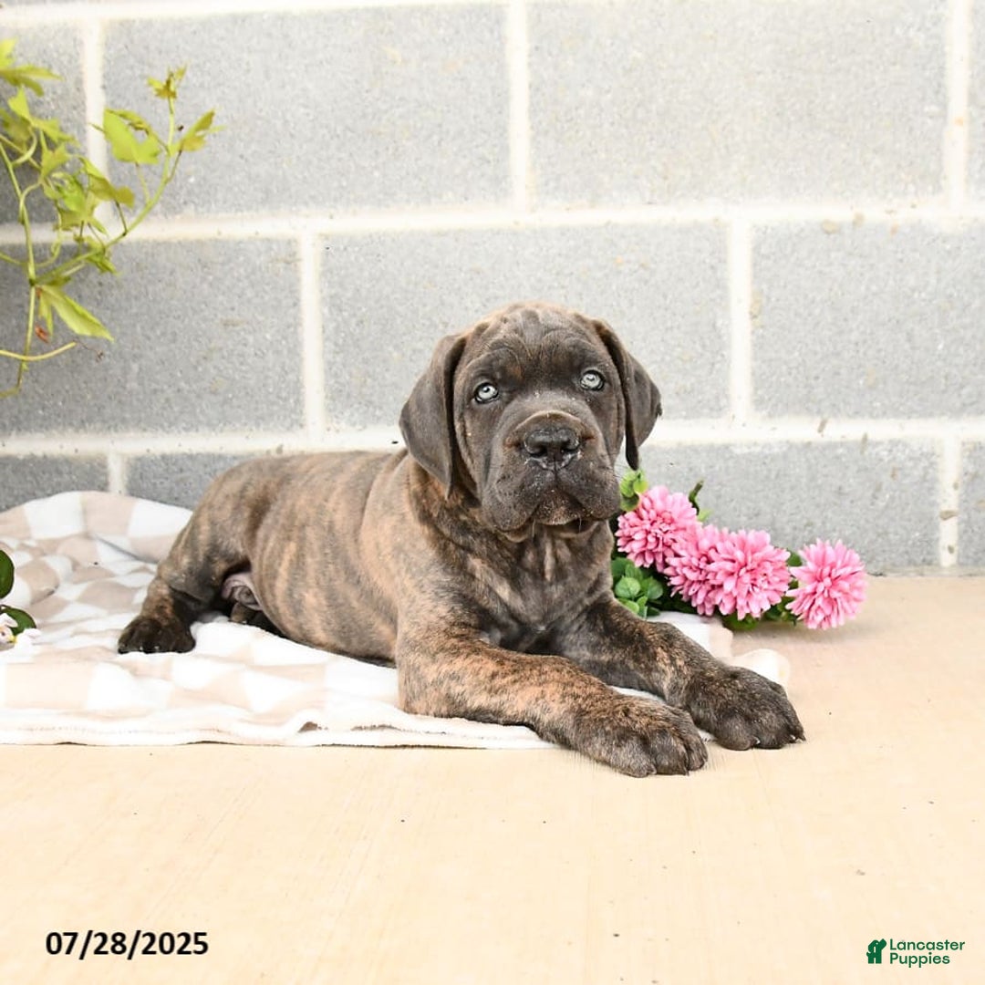 Cane Corso dogs for sale: Ivar - Image 9