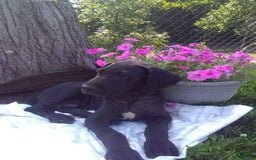 Great Dane dogs for sale: Cory - Image 2