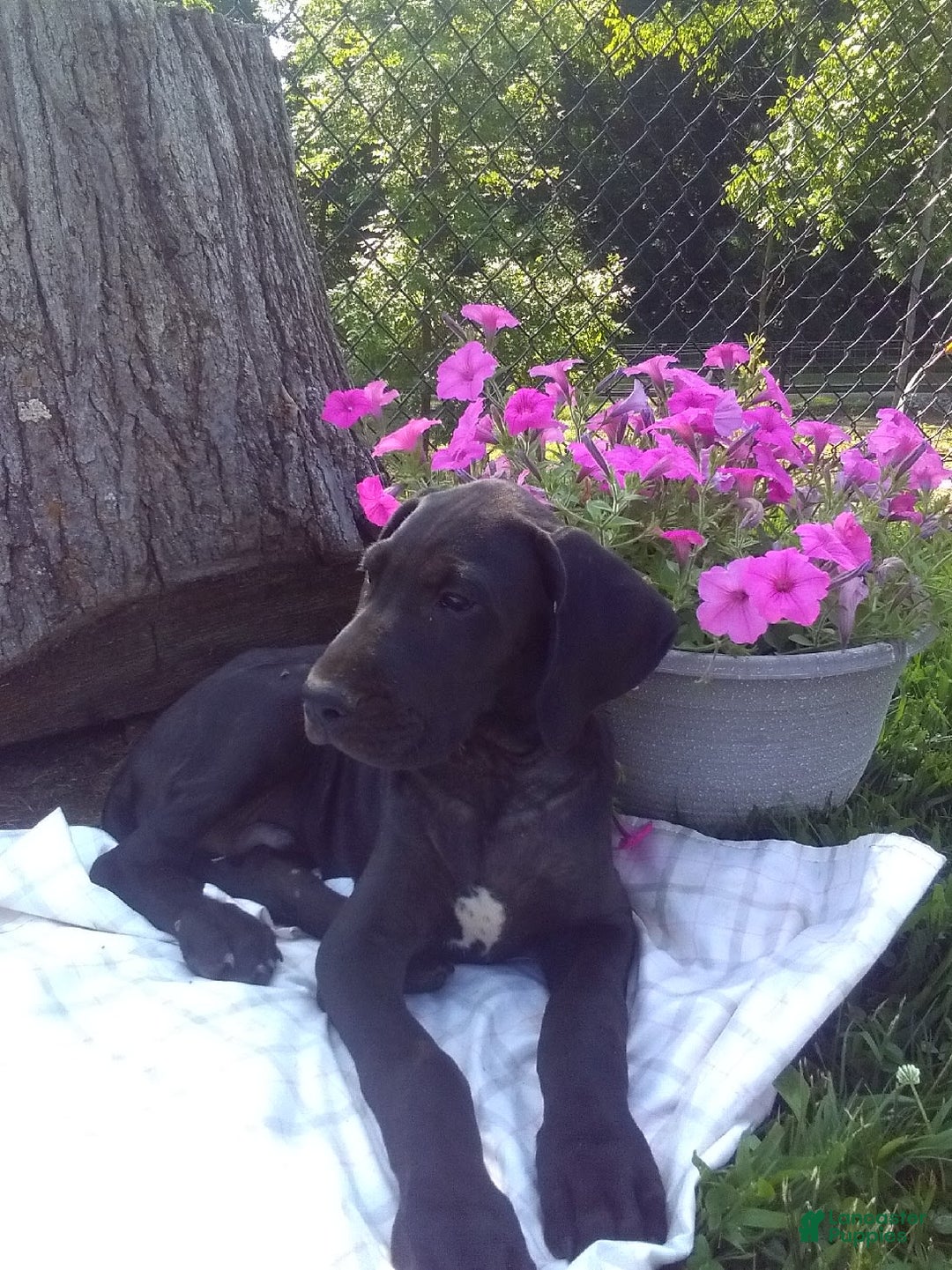 Great Dane dogs for sale: Cory - Image 2