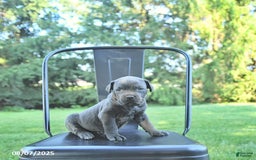 Cane Corso dogs for sale: Onyx - Image 4