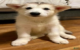 Alaskan Malamute dogs for sale: Denali - Image 8