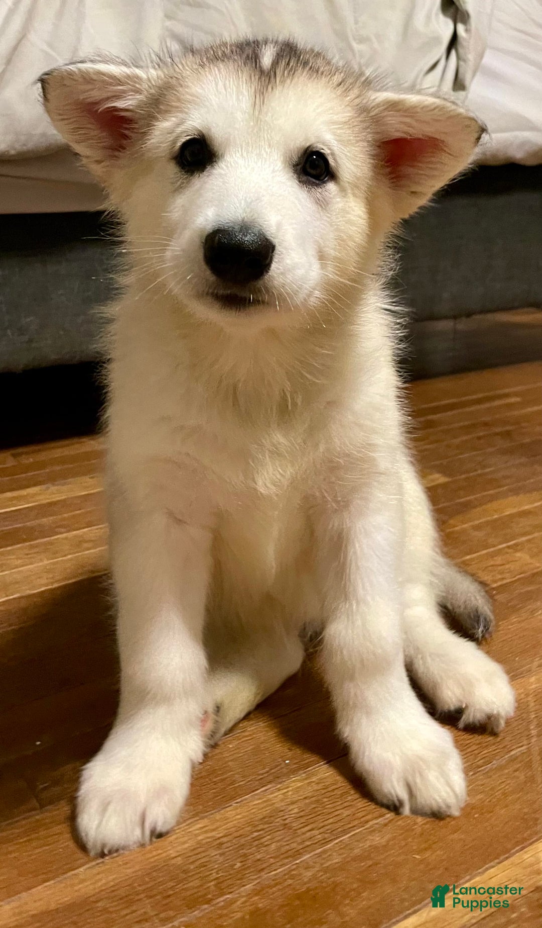 Alaskan Malamute dogs for sale: Denali - Image 8