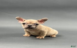 French Bulldog dogs for sale: MELANIE - Image 2