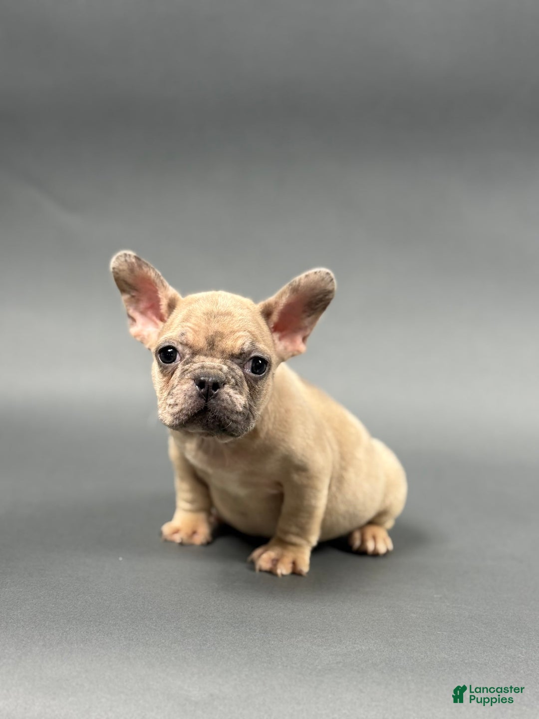 French Bulldog dogs for sale: MELANIE - Image 2