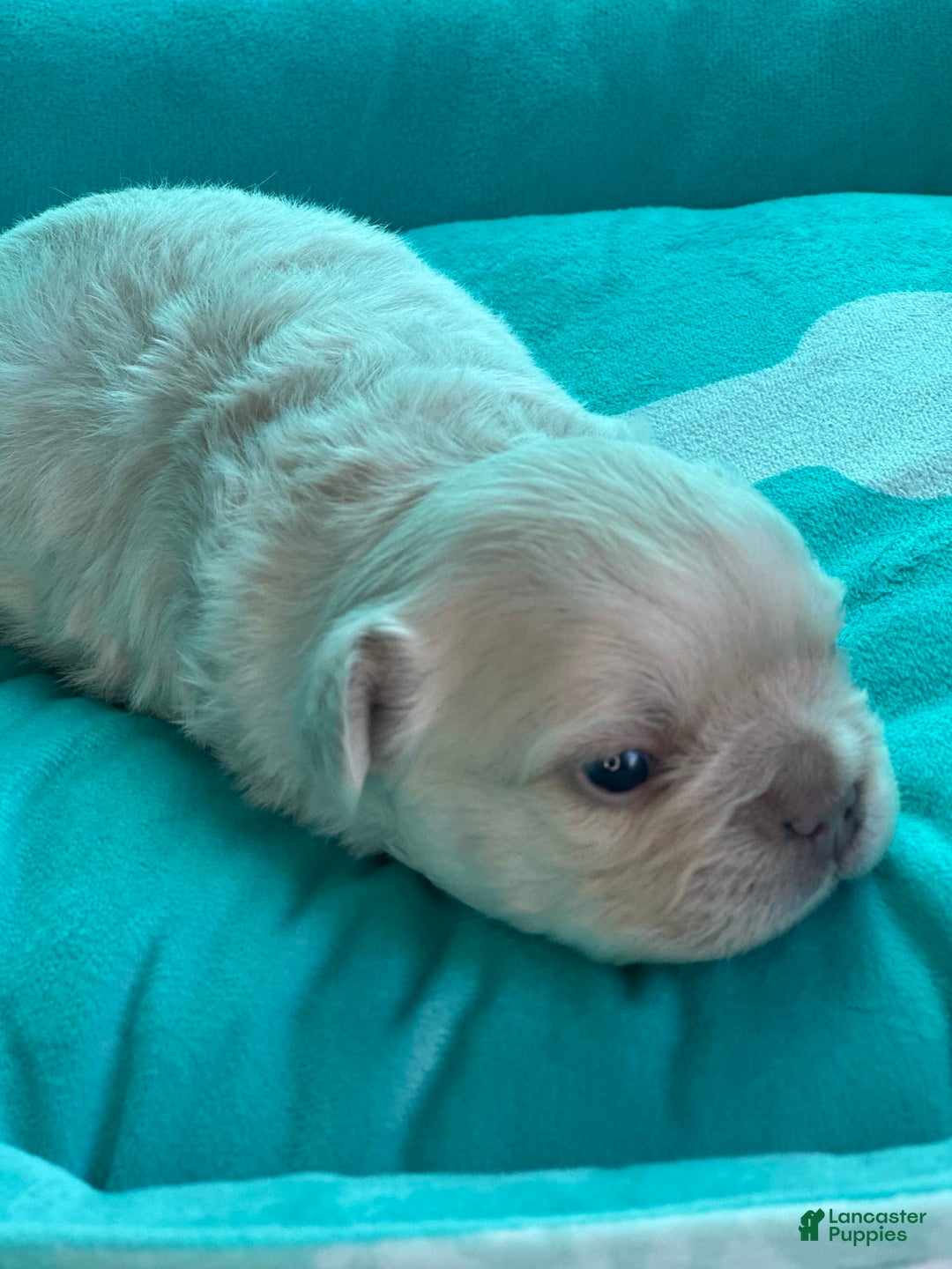French Bulldog dogs for sale: Chyna - Image 2
