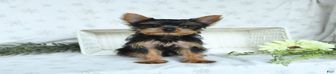 Samson