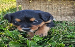 Bernese Mountain Dog dogs for sale: Bernese Mountain Dog 8 puppies - Image 15