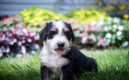 Bernedoodle dogs for sale: Shooter - Image 6