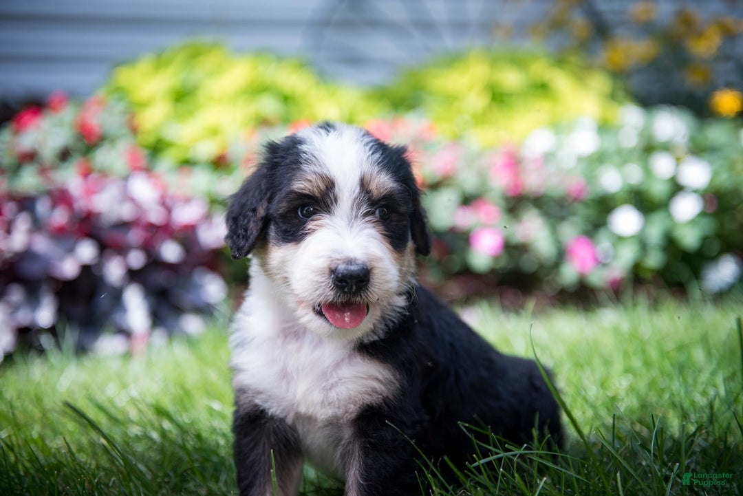 Bernedoodle dogs for sale: Shooter - Image 6