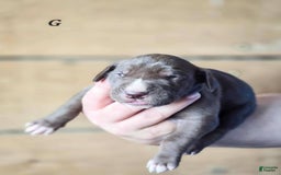 Great Dane dogs for sale: Lucy - Image 3